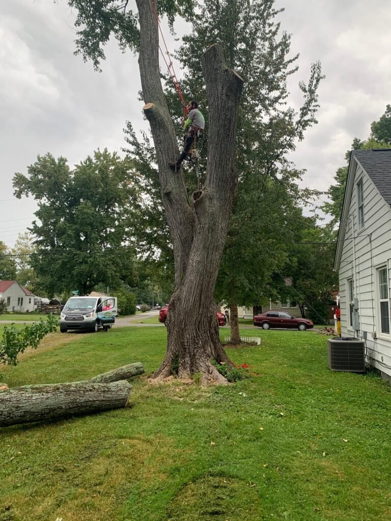 Julio tree service 53