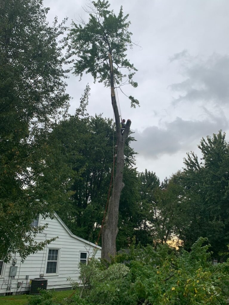 Julio tree service 55
