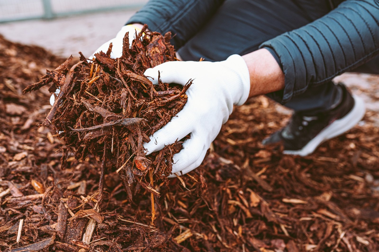 male hands in gardening gloves holding wood chips garden mulch