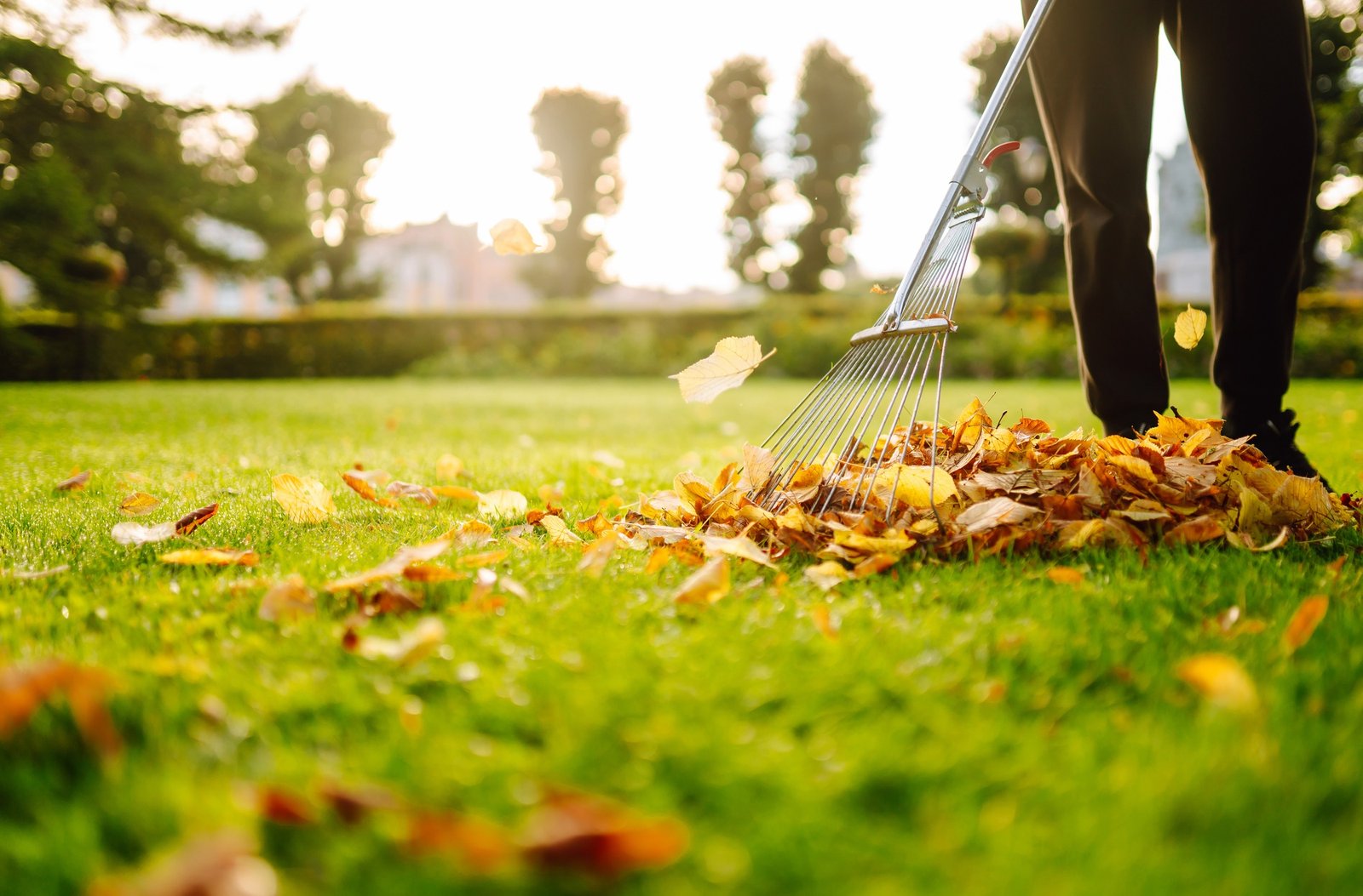 removal of leaves in autumn garden rake pile of fallen leaves on lawn in autumn park volunteering