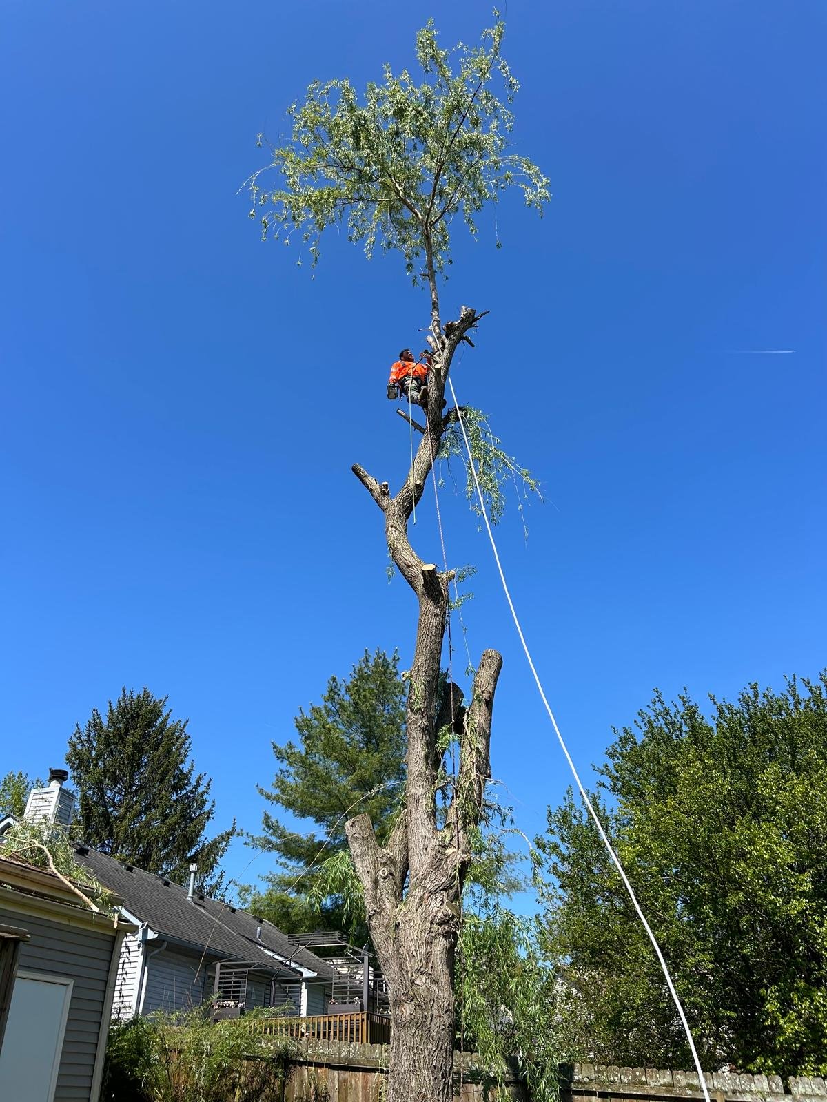 Julio Tree Service Lansdcape (21)