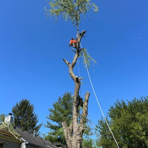 Julio Tree Service Lansdcape (21)