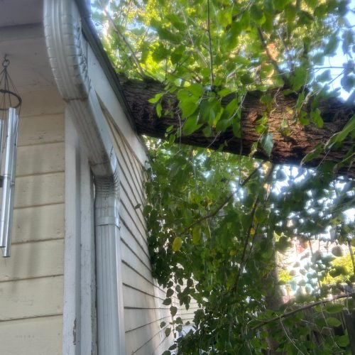 Julio Tree Service Lansdcape (32)