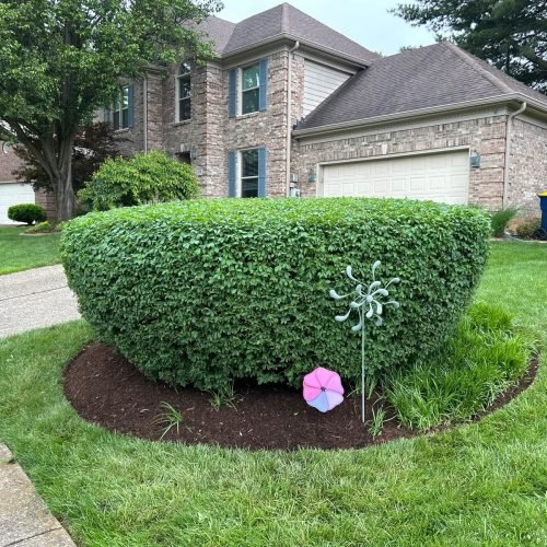 Julio tree service 25
