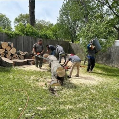 Julio tree service (9)