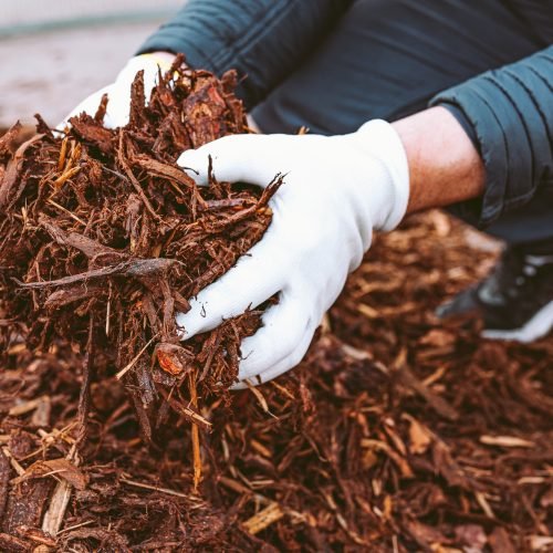 male hands in gardening gloves holding wood chips garden mulch