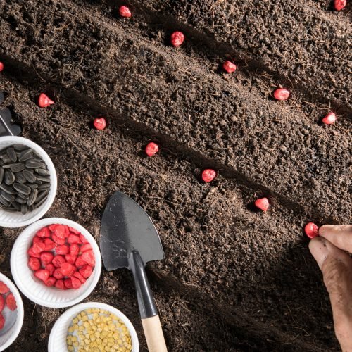 planting seeds