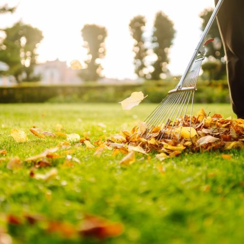 removal of leaves in autumn garden rake pile of fallen leaves on lawn in autumn park volunteering